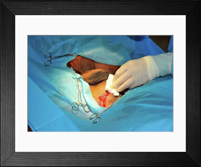 Framed Print : Castration of a horse France Framed Print : Castration of a horse France