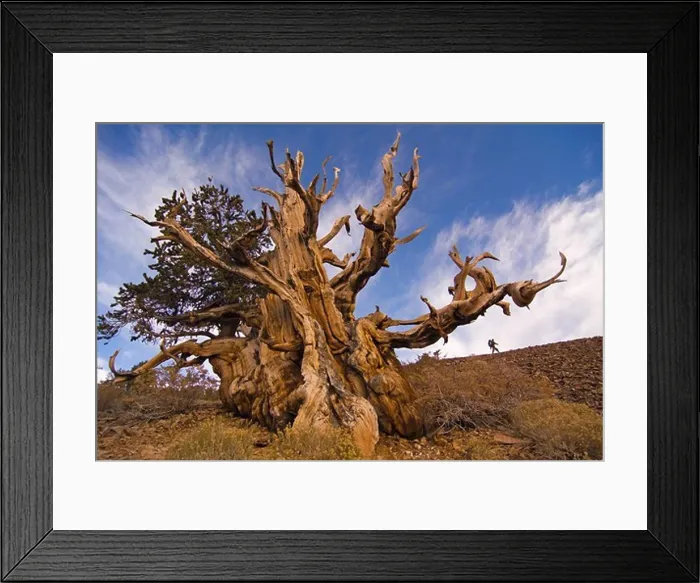 Framed Print : A hiker by a Bristlecone Pine tree at sunset near Bishop in California Framed Print : A hiker by a Bristlecone Pine tree at sunset near Bishop in California