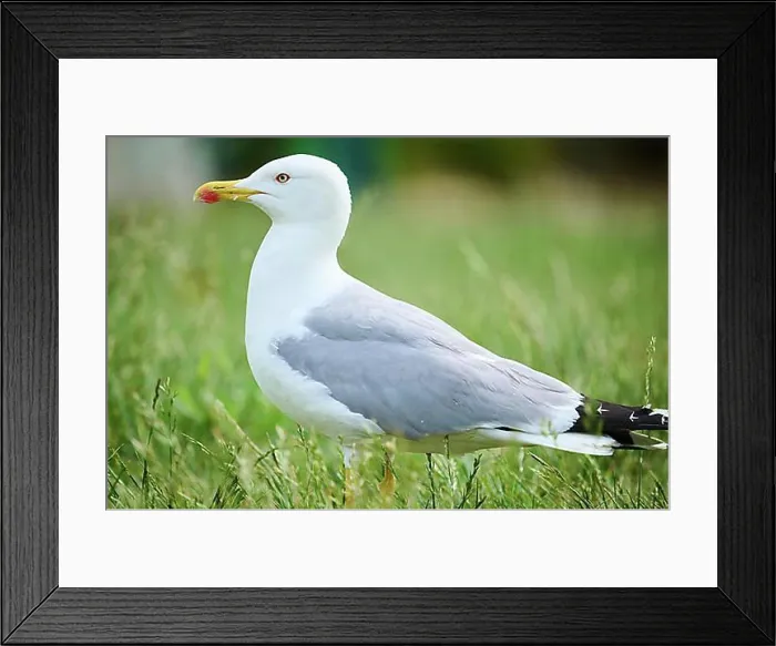 Framed Print : Yellow-legged gull (Larus michahellis), standing on a meadow, wildlife, France, Europe Framed Print : Yellow-legged gull (Larus michahellis), standing on a meadow, wildlife, France, Europe