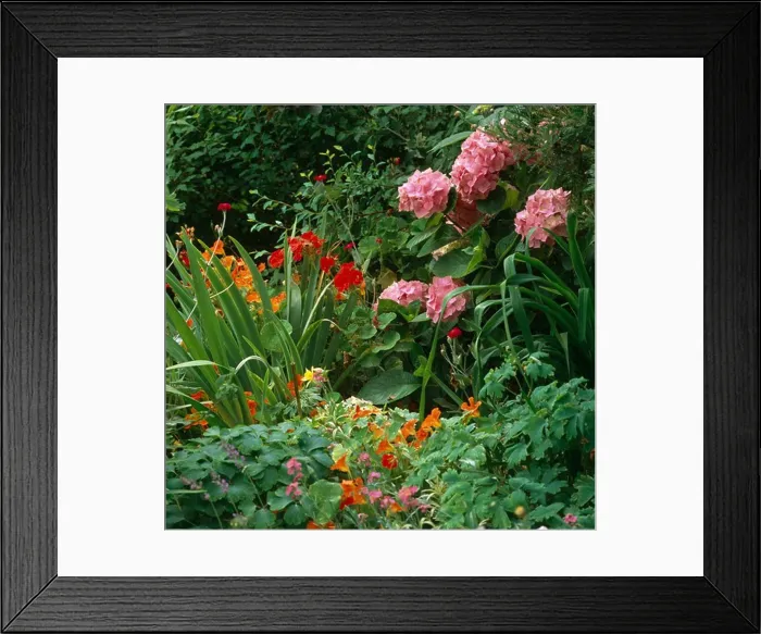 Framed Print : Mophead hydrangea growing in a mixed border with minulus and lychnis Framed Print : Mophead hydrangea growing in a mixed border with minulus and lychnis