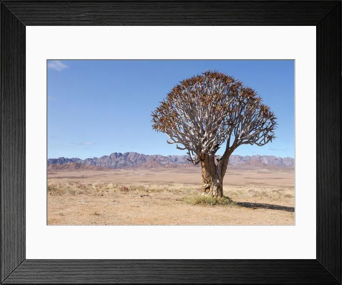 Framed Print : Quiver tree Namaqualand South Africa