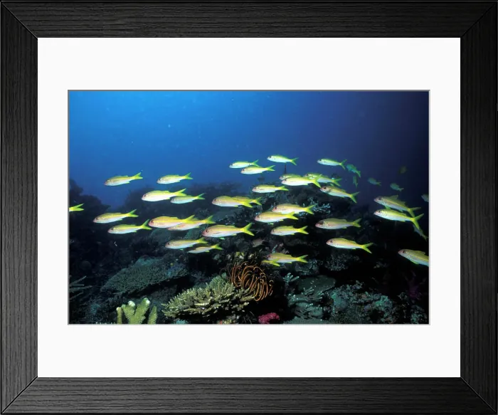 Framed Print : Yellowfin Goatfish Patroll The Reef Framed Print : Yellowfin Goatfish Patroll The Reef