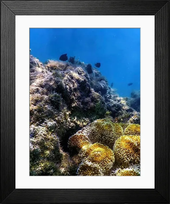 Framed Print : Polyps of the coral, Underwater landscape reef, Blue underwater background Framed Print : Polyps of the coral, Underwater landscape reef, Blue underwater background