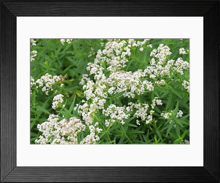Framed Print : Galium boreale, northern bedstraw, Galium boreale a white wildflower Framed Print : Galium boreale, northern bedstraw, Galium boreale a white wildflower