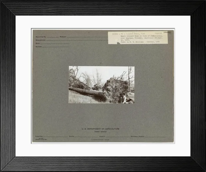 Framed Print : Injured Trees - Vermont. Photographs Relating to National Forests
