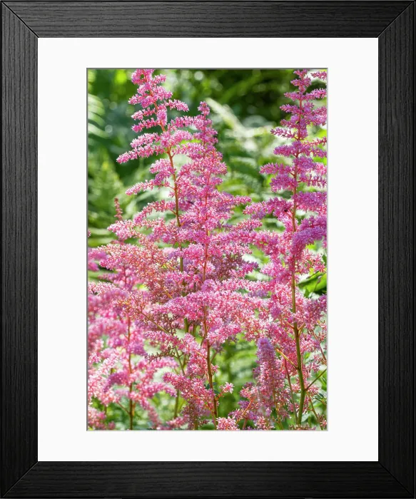 Framed Print : False Spirea, Astilbe arendsii Calleya, flowers