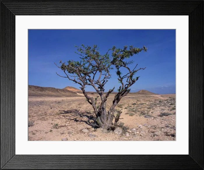 Framed Print : Uae, Oman, Mugsail, Frankincense Tree (Boswellia Sacra) In Desert Area Near Salalah Framed Print : Uae, Oman, Mugsail, Frankincense Tree (Boswellia Sacra) In Desert Area Near Salalah