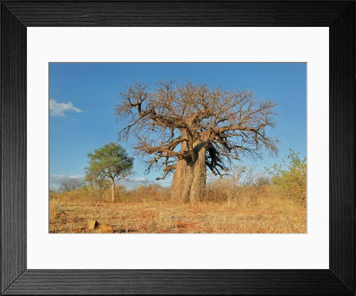 Framed Print : Large baobab tree Adansonia digitata in savanna during the dry season Large baobab tree Adansonia digitata in savanna