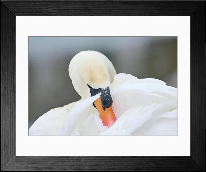 Framed Print : Mute swan (Cygnus olor), portrait, detail, Bavaria, Germany Europe Framed Print : Mute swan (Cygnus olor), portrait, detail, Bavaria, Germany Europe