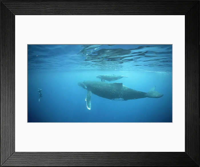 Framed Print : Photographer is taking pictures of whales in the ocean near Moorea Framed Print : Photographer is taking pictures of whales in the ocean near Moorea