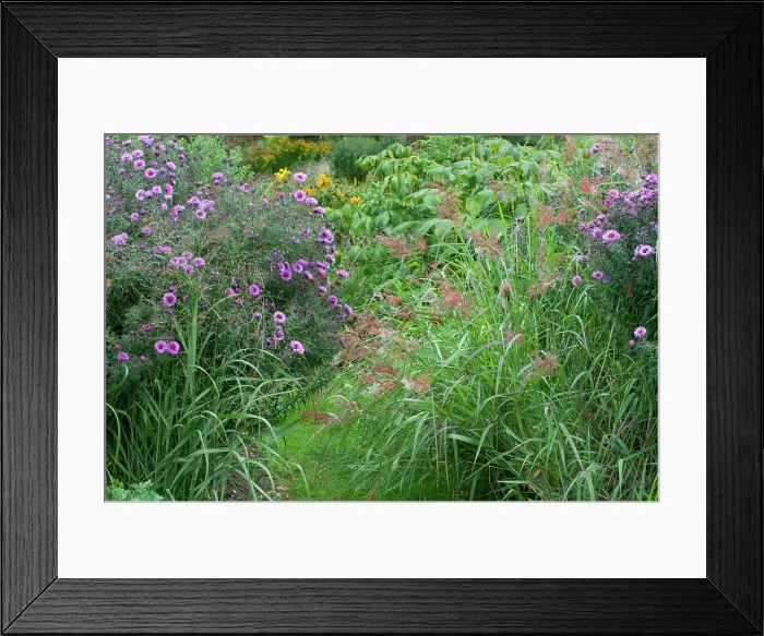 Framed Print : Aster (Aster sp) and Grass (Gramineae sp) mixed Framed Print : Aster (Aster sp) and Grass (Gramineae sp) mixed