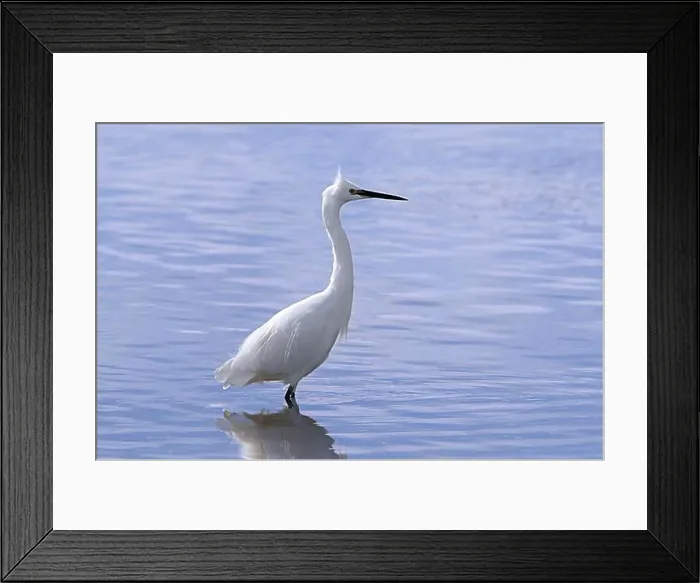 Framed Print : Little egret (Egretta garzetta) adult foraging in shallow water of pond at saltmarsh in early autumn Framed Print : Little egret (Egretta garzetta) adult foraging in shallow water of pond at saltmarsh in early autumn