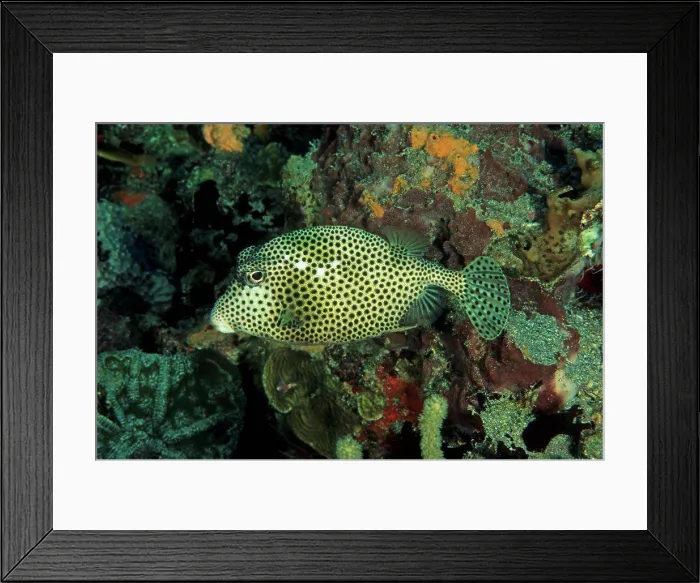 Framed Print : Boxfish swimming meadows corals Antilles