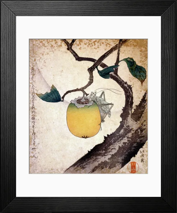 Framed Print : Grasshopper eating a persimmon by Hokusai Katsushika (1760-1900) Framed Print : Grasshopper eating a persimmon by Hokusai Katsushika (1760-1900)