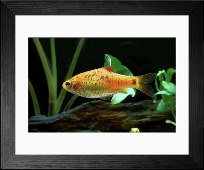 Framed Print : Barbodes semifasciolatus, Brass Barb Framed Print : Barbodes semifasciolatus, Brass Barb