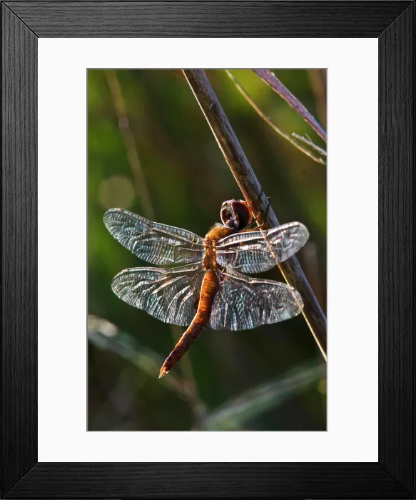 Framed Print : spot-winged glider (Pantala hymenaea) sunning on bulrush, north Texas, USA Framed Print : spot-winged glider (Pantala hymenaea) sunning on bulrush, north Texas, USA