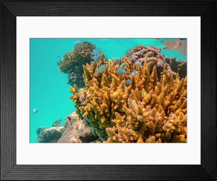 Framed Print : French Polynesia, Rangiroa Atoll, Blue Lagoon. Green chromis fish and coral