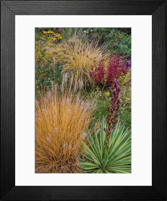 Framed Print : USA, Washington State, Lemolo. Garden in autumn Framed Print : USA, Washington State, Lemolo. Garden in autumn