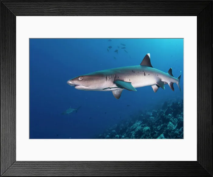 Framed Print : Whitetip reef shark (Triaenodon obesus), Fakarava, French Polynesia Framed Print : Whitetip reef shark (Triaenodon obesus), Fakarava, French Polynesia