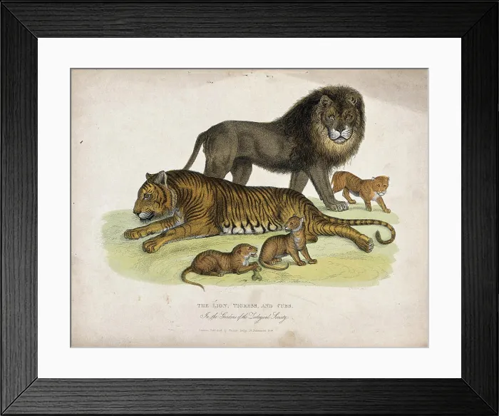 Framed Print : Zoological Society of London: a lion, a tigress and cubs. Coloured etching by L.W. Cook Framed Print : Zoological Society of London: a lion, a tigress and cubs. Coloured etching by L.W. Cook