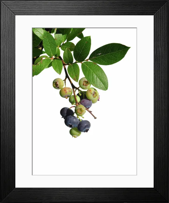 Framed Print : Kulturheidelbeere Vaccinium - Cultivated blueberry Vaccinium Kulturheidelbeere Vaccinium - Cultivated blueberry