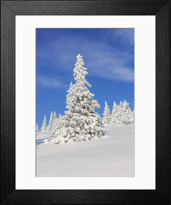 Framed Print : Snow-covered fir trees, Feldberg area, Black Forest, Baden-Wuerttemberg, Germany, Europe Framed Print : Snow-covered fir trees, Feldberg area, Black Forest, Baden-Wuerttemberg, Germany, Europe