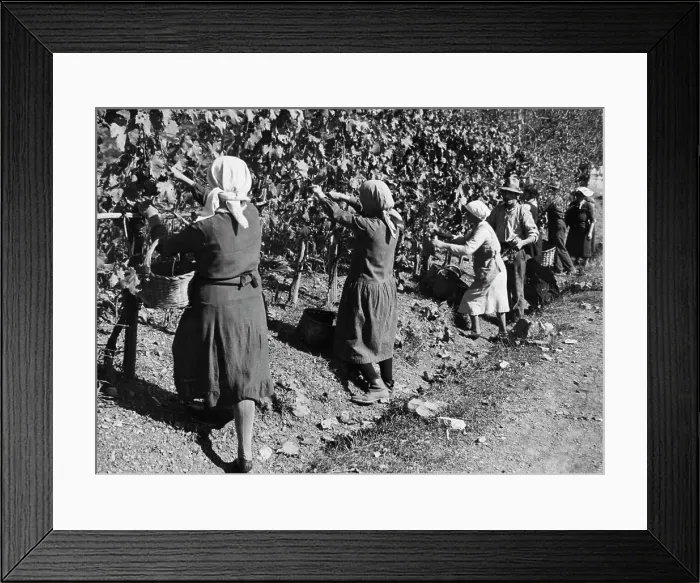 Framed Print : Europe, italy, Tuscany, gaiole in chianti, peasants during the harvest in brolio, 1930