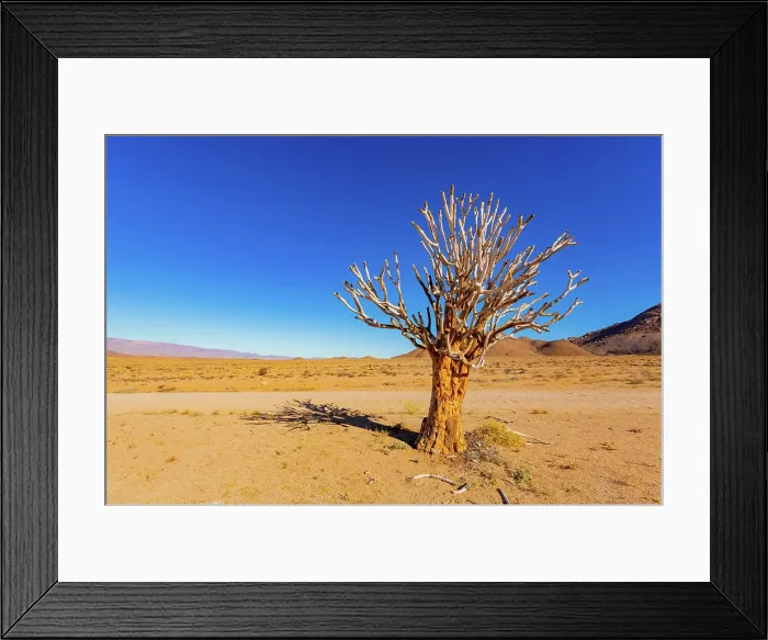 Framed Print : Ancient Quiver Tree succulents in the Richtersveld National Park Ancient Quiver Tree succulents in the Richtersveld
