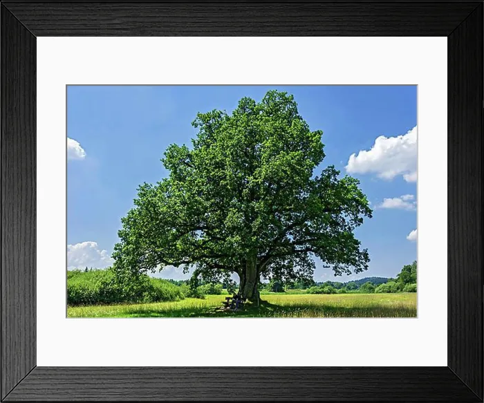 Framed Print : Oak (Quercus), so-called Mozart oak, at Klostersee Seeon, Seebruck, Chiemgau, Upper Bavaria, Bavaria, Germany, Europe
