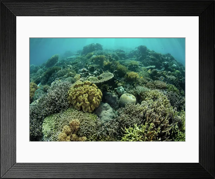 Framed Print : A beautiful coral reef thrives in Komodo National Park, Indonesia Framed Print : A beautiful coral reef thrives in Komodo National Park, Indonesia