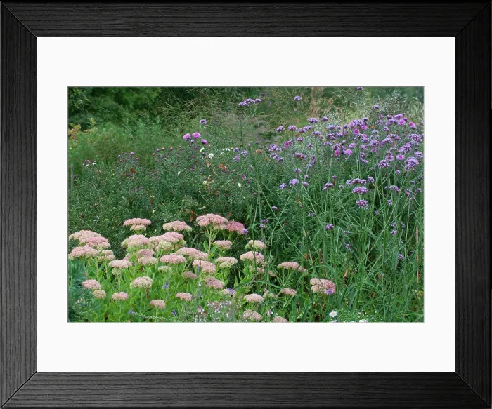 Framed Print : Purpletop vervain (Verbena bonariensis) and Stonecrop (Sedum sp) mixed Framed Print : Purpletop vervain (Verbena bonariensis) and Stonecrop (Sedum sp) mixed