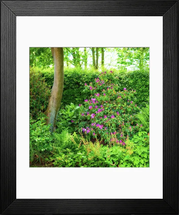Framed Print : Trees, flowers and blossom in garden Framed Print : Trees, flowers and blossom in garden