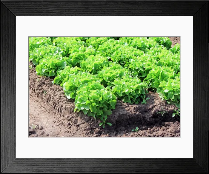 Framed Print : Head Lettuce, Latuca sativa var. Capitata, Germany, field, plantation, leaf, leaves, salad