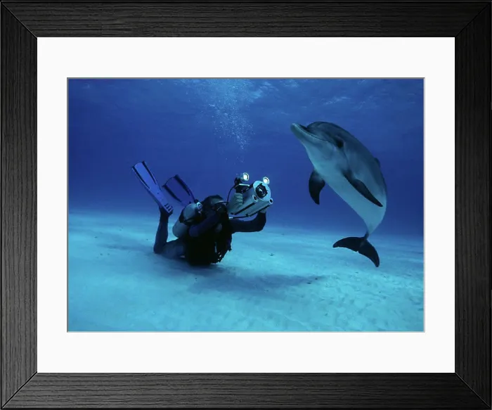 Framed Print : Little Bahama Bank, Spotted Dolphin(Stenella attenuata) diver, camera at bottom B1897 JW0028 Framed Print : Little Bahama Bank, Spotted Dolphin(Stenella attenuata) diver, camera at bottom B1897 JW0028