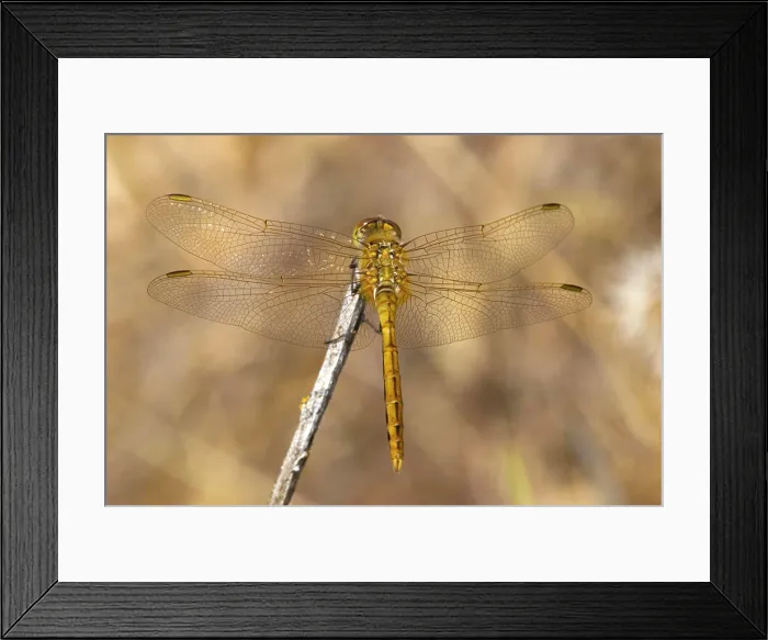 Framed Print : Striped meadowhawk female, Canada Framed Print : Striped meadowhawk female, Canada