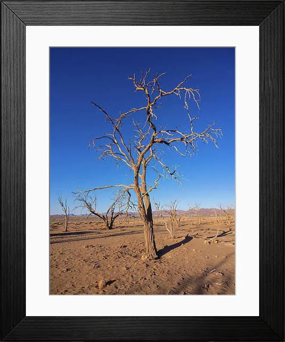 Framed Print : Dried out camel thorn tree (Acacia erioloba) in Kulala Wilderness Reserve on the edge of the Namib Desert