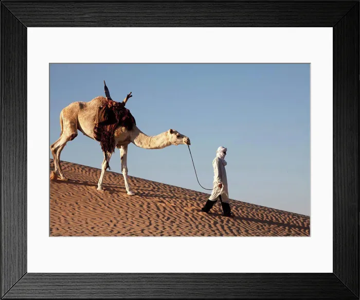 Framed Print : Camel driver in the Sahara desert, Douz, Tunisia.10 / 14 / 2011 Framed Print : Camel driver in the Sahara desert, Douz, Tunisia.10 / 14 / 2011