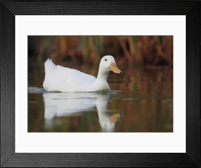 Framed Print : House ducks overgrown house ducks on the beach of Son Bou on Menorca