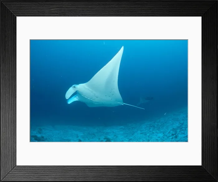 Framed Print : Manta ray Manta birostris Framed Print : Manta ray Manta birostris