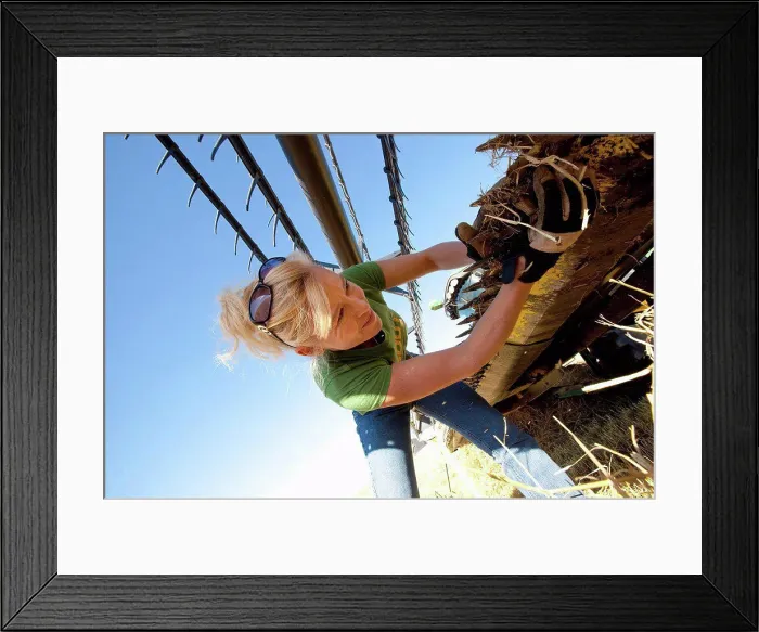 Framed Print : a woman works on a combine in a wheat field, three hills, alberta, canada Framed Print : a woman works on a combine in a wheat field, three hills, alberta, canada