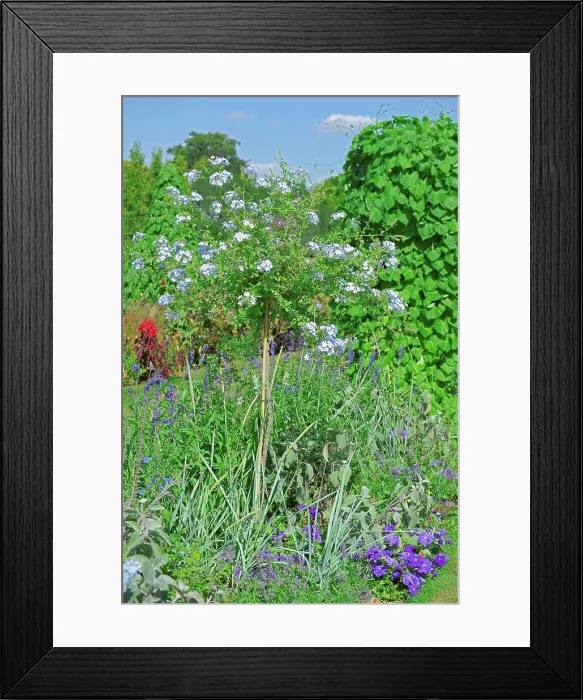 Framed Print : Cape leadwort in bloom in a garden Framed Print : Cape leadwort in bloom in a garden
