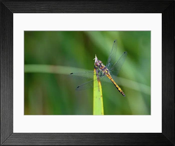 Framed Print : Schwarze Heidelibelle Sympetrum danae Framed Print : Schwarze Heidelibelle Sympetrum danae