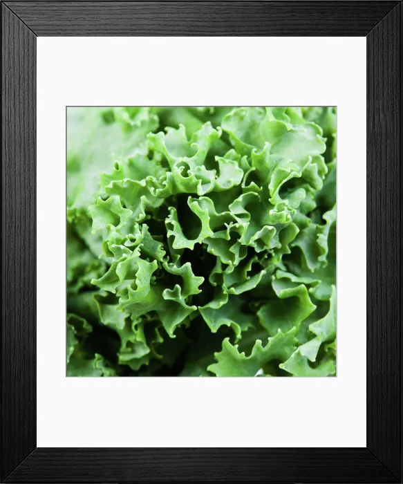 Framed Print : curled edges of curly-leaf kale leaf cabbage natural food square background - curled edges of curly-leaf kale leaf Framed Print : curled edges of curly-leaf kale leaf cabbage natural food square background - curled edges of curly-leaf kale leaf