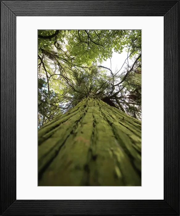 Framed Print : Looking up giant sequoia tree Framed Print : Looking up giant sequoia tree