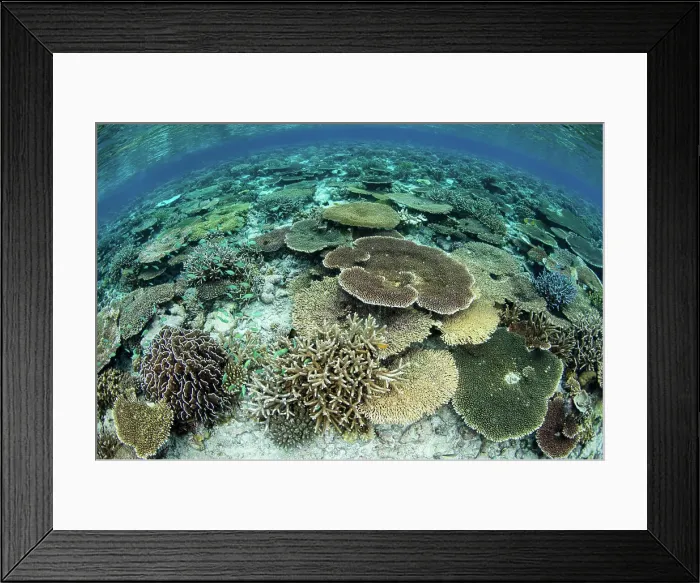 Framed Print : A shallow coral reef thrives in Wakatobi National Park, Indonesia Framed Print : A shallow coral reef thrives in Wakatobi National Park, Indonesia