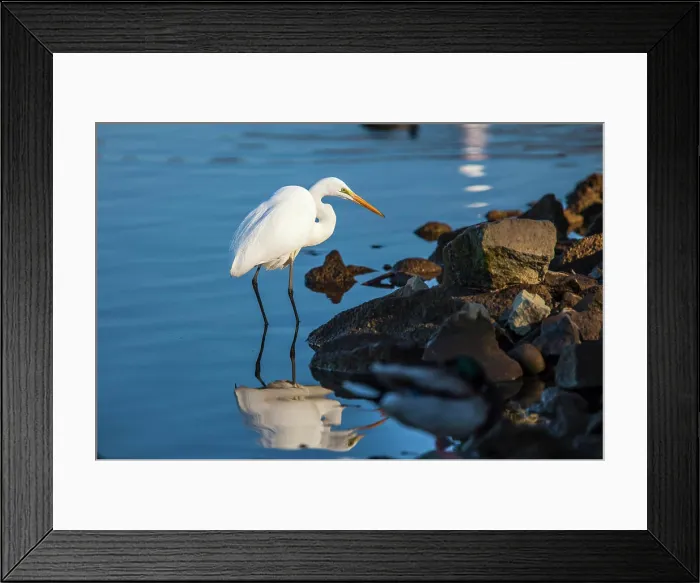 Framed Print : Lake Murray. San Diego, California. A Great Egret prowling the shoreline for a morning catch Framed Print : Lake Murray. San Diego, California. A Great Egret prowling the shoreline for a morning catch
