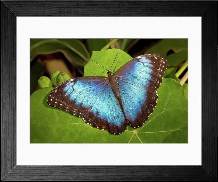 Framed Print : Blue morpho butterfly (Morpho Peleides) perched on green leaf