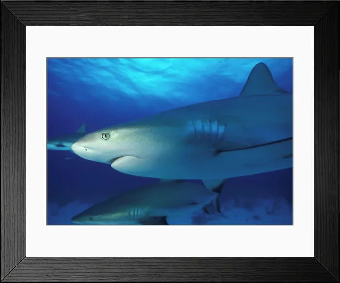 Framed Print : Bahamas. Caribbean reef shark Framed Print : Bahamas. Caribbean reef shark