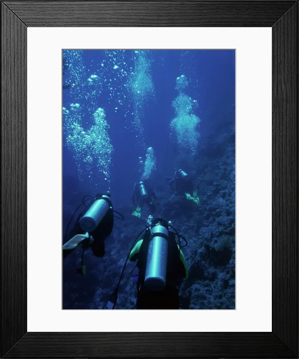 Framed Print : Scuba diving in Red sea (Large format sizes available) Framed Print : Scuba diving in Red sea (Large format sizes available)