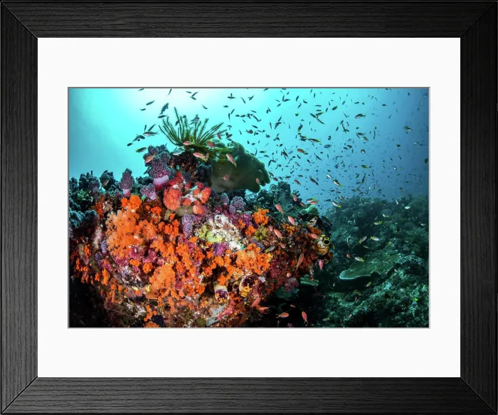 Framed Print : Orange corals and fish cover a reef in Raja Ampat, Indonesia Framed Print : Orange corals and fish cover a reef in Raja Ampat, Indonesia